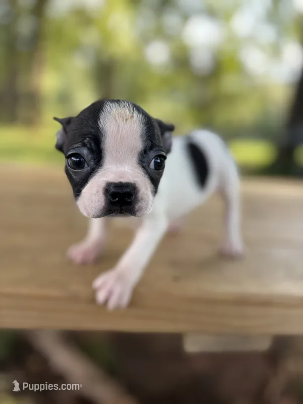 Marley  – Boston Terrier puppy for sale in Hickory, NC