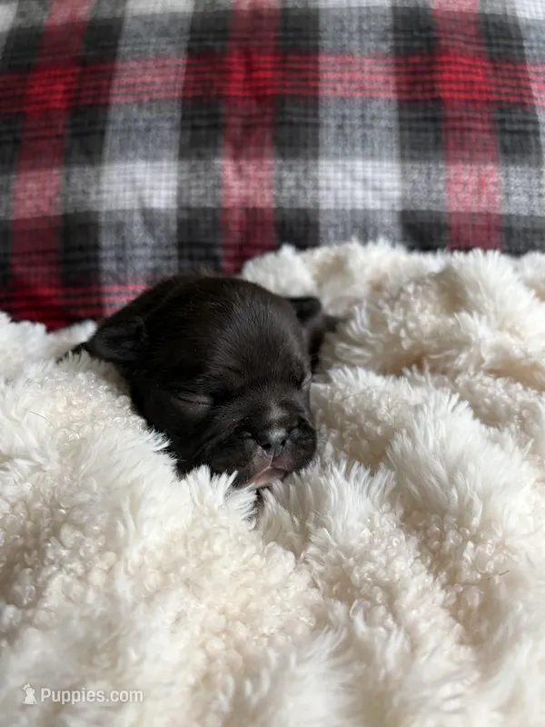 Prada  – French Bulldog puppy for sale in Hickory, NC