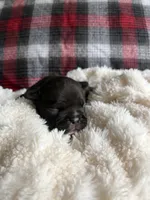 Prada , a female French Bulldog for sale in Hickory, NC – 1 of 2