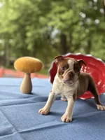 Bree , a female Boston Terrier for sale in Hickory, NC – 2 of 8