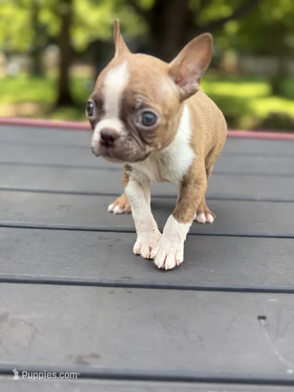 Bailey  – Boston Terrier puppy for sale in Hickory, NC