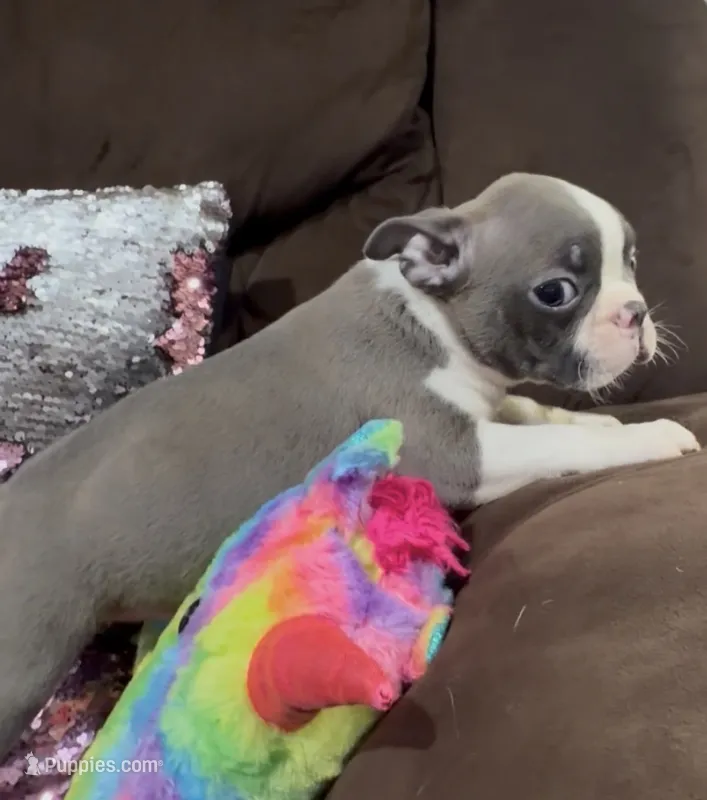 Daisy – Boston Terrier puppy for sale in Hickory, NC