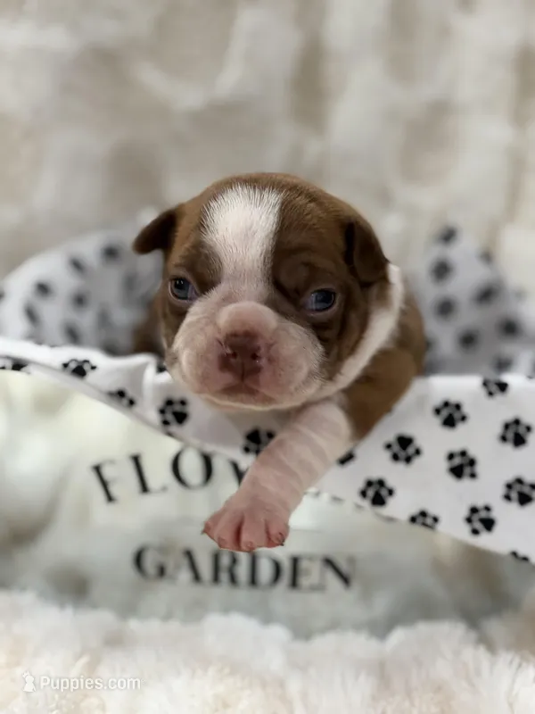 Bree  – Boston Terrier puppy for sale in Hickory, NC