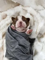 Bree , a female Boston Terrier for sale in Hickory, NC – 5 of 8