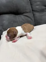 Bree , a female Boston Terrier for sale in Hickory, NC – Photo 3 of 3