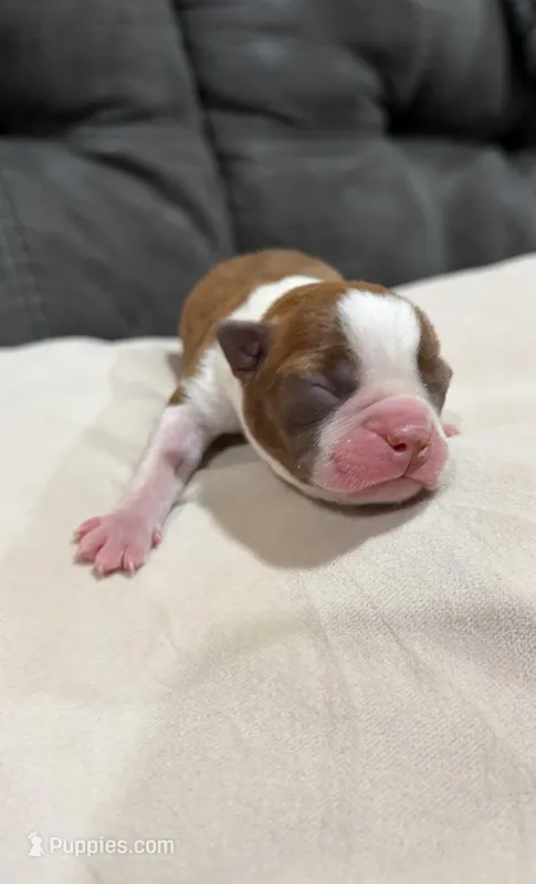 Bree  – Boston Terrier puppy for sale in Hickory, NC