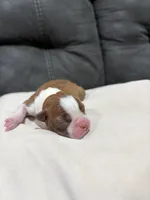 Bree , a female Boston Terrier for sale in Hickory, NC – Photo 2 of 3