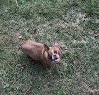 Nugget , a female Boston Terrier for sale in Hickory, NC – 2 of 3