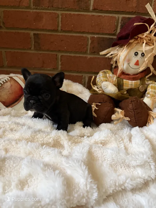 Lucky  – French Bulldog puppy for sale in Hickory, NC