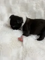 Chloe , a female Boston Terrier for sale in Hickory, NC – 3 of 3