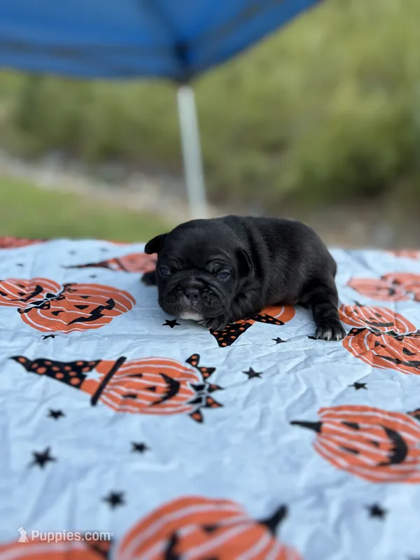 Prada  – French Bulldog puppy for sale in Hickory, NC