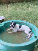 Atta , a female Boston Terrier for sale in Hickory, NC – 3 of 3