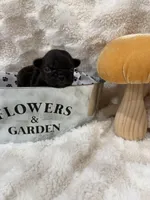 Daisy , a female French Bulldog for sale in Hickory, NC – Photo 1 of 2