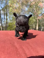 Daisy , a female French Bulldog for sale in Hickory, NC – Photo 2 of 2