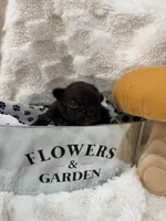 Daisy , a female French Bulldog for sale in Hickory, NC – Photo 2 of 2