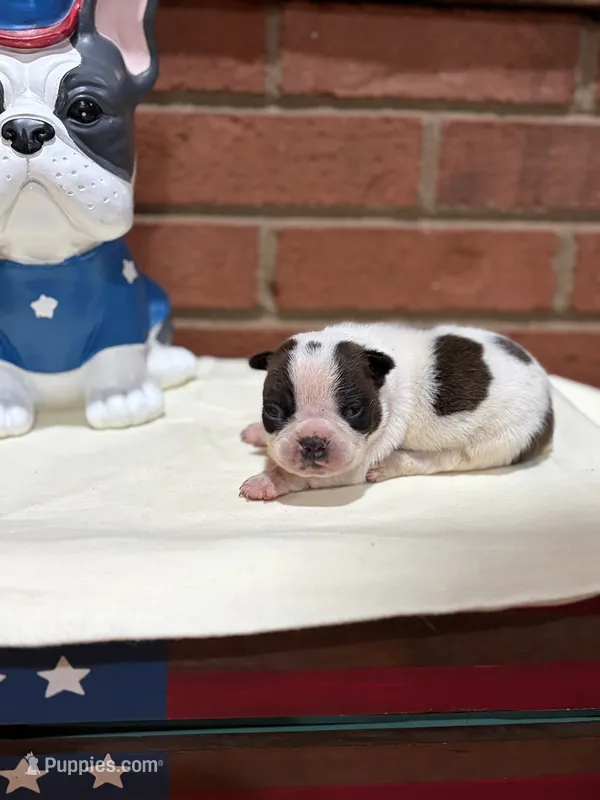 Keith  – Boston Terrier puppy for sale in Hickory, NC