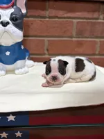 Keith , a male Boston Terrier for sale in Hickory, NC – 1 of 2