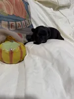 Jacob , a male French Bulldog for sale in Hickory, NC – 3 of 3