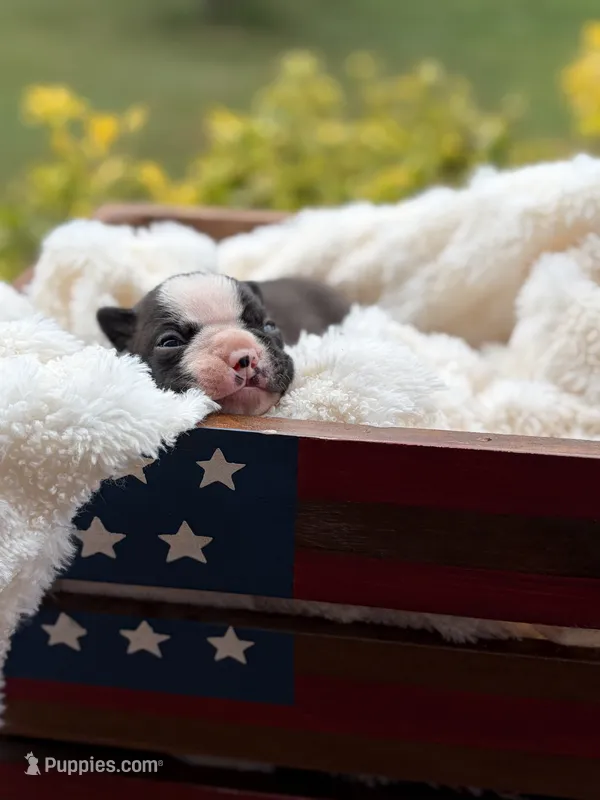 Chloe  – Boston Terrier puppy for sale in Hickory, NC