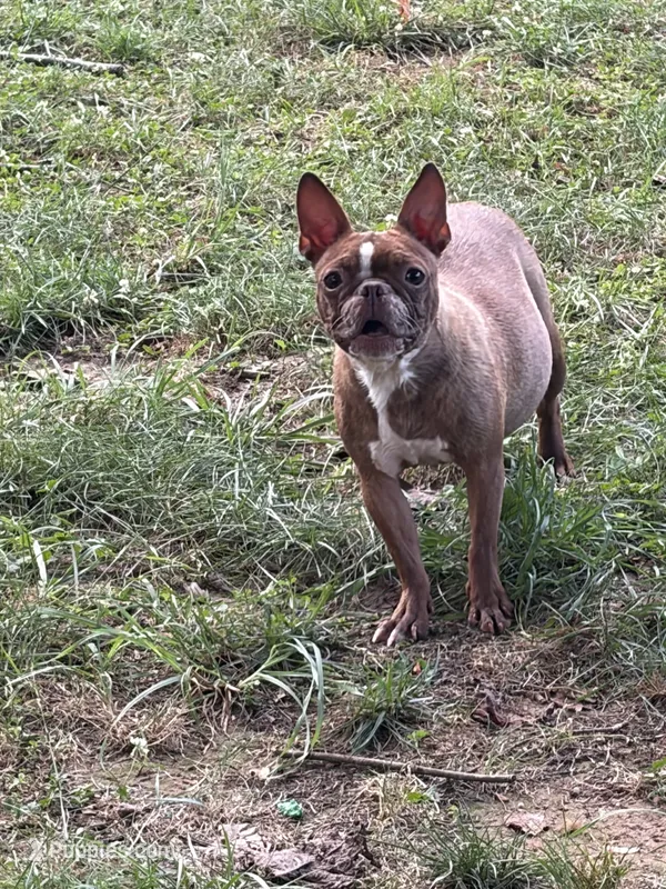 Nugget  – Boston Terrier puppy for sale in Hickory, NC