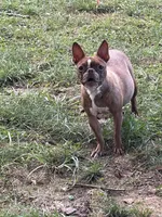 Nugget , a female Boston Terrier for sale in Hickory, NC – 1 of 3
