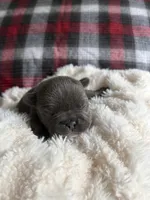 Duchess , a female French Bulldog for sale in Hickory, NC – 1 of 3