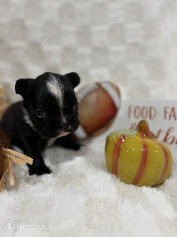 Isaiah  – French Bulldog puppy for sale in Hickory, NC