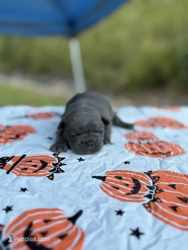 Ariel  – French Bulldog puppy for sale in Hickory, NC