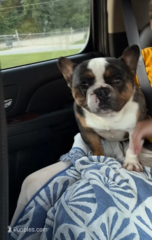 Colt  – French Bulldog puppy for sale in Hickory, NC