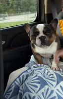 Colt , a male French Bulldog for sale in Hickory, NC – 1 of 1