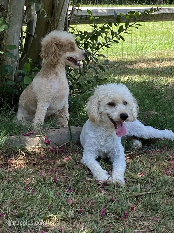 Twig, a male Poodle - Toy  for sale in Hickory, NC – Photo 1 of 1