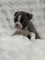 Daisy, a female Boston Terrier for sale in Hickory, NC – 2 of 3