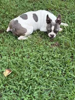 Koda, a male Boston Terrier for sale in Hickory, NC – 3 of 4