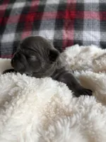 Ariel , a female French Bulldog for sale in Hickory, NC – 3 of 3