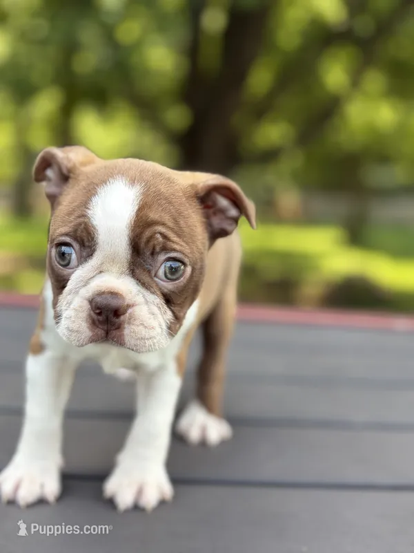 Bree  – Boston Terrier puppy for sale in Hickory, NC