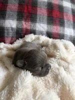 Duchess , a female French Bulldog for sale in Hickory, NC – 3 of 3