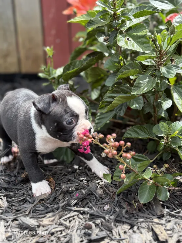 Chloe  – Boston Terrier puppy for sale in Hickory, NC