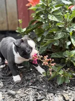 Chloe , a female Boston Terrier for sale in Hickory, NC – 2 of 6
