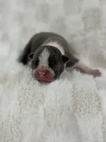 Star, a female Boston Terrier for sale in Hickory, NC – 2 of 4