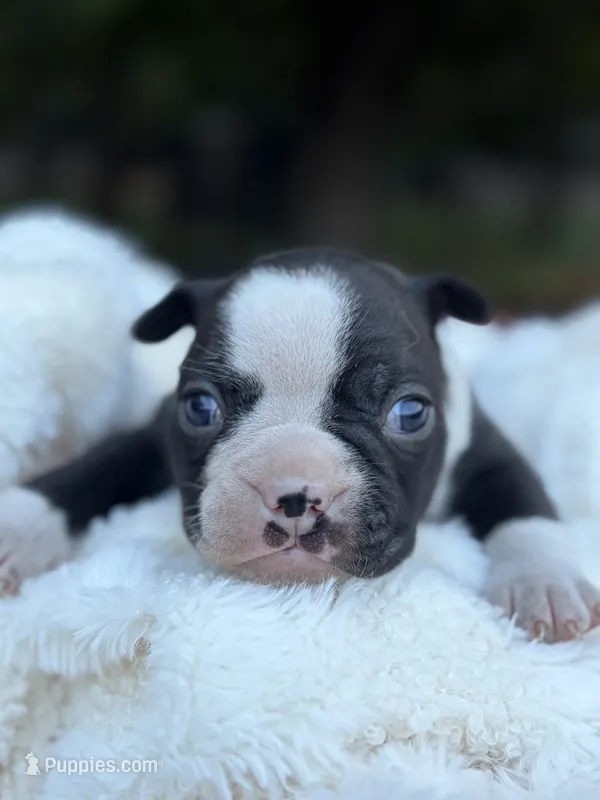 Chloe  – Boston Terrier puppy for sale in Hickory, NC