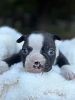 Chloe , a female Boston Terrier for sale in Hickory, NC – 5 of 6