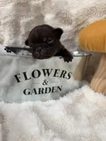 Buddy, a male French Bulldog for sale in Hickory, NC – Photo 2 of 2