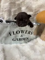 Buddy, a male French Bulldog for sale in Hickory, NC – Photo 1 of 2