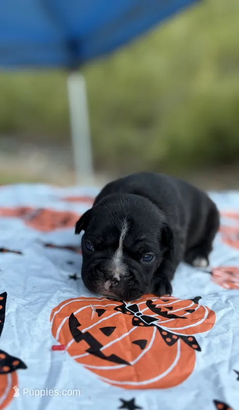 Mikey  – French Bulldog puppy for sale in Hickory, NC