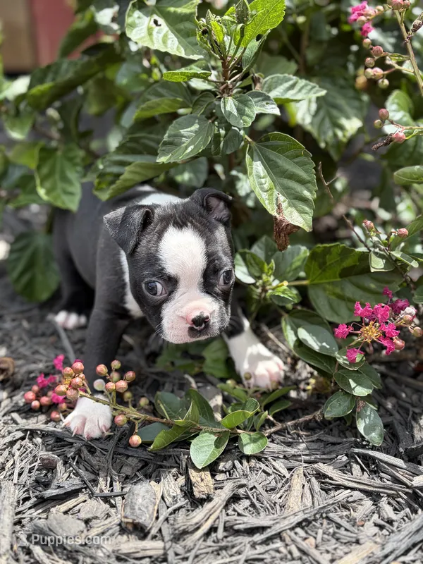 Chloe  – Boston Terrier puppy for sale in Hickory, NC