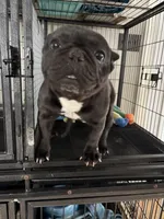 Coco , a female French Bulldog for sale in Hickory, NC – 2 of 2
