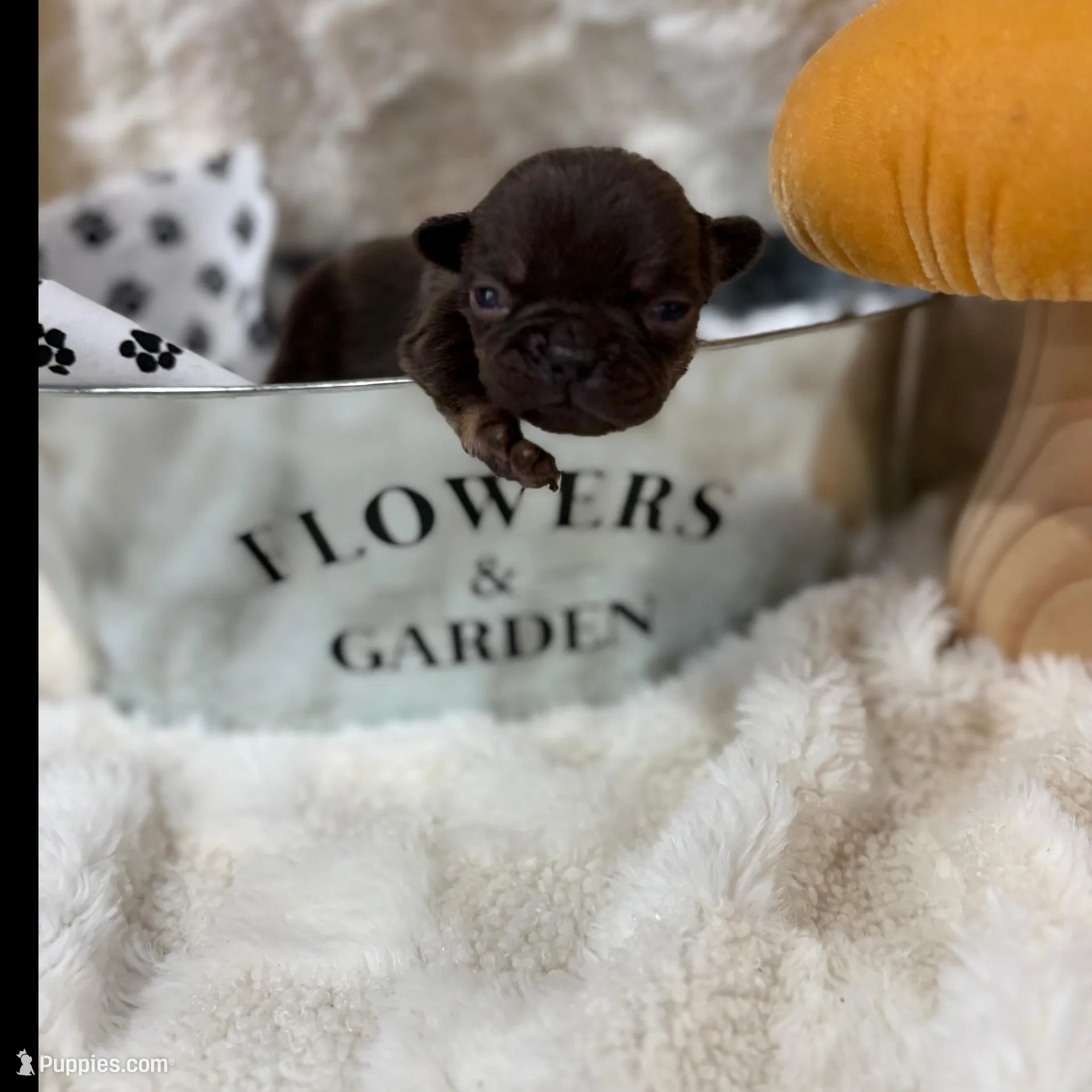 Lady  – French Bulldog puppy for sale in Hickory, NC