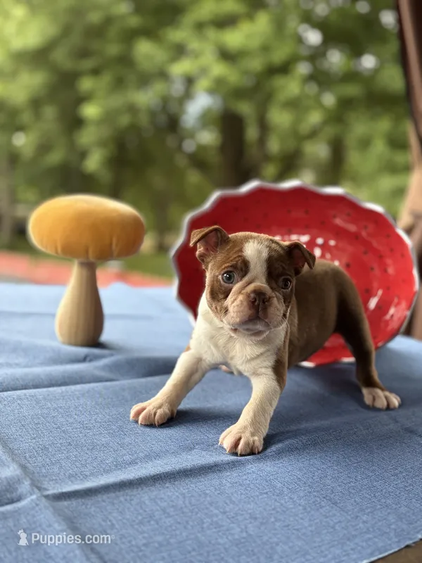 Bree  – Boston Terrier puppy for sale in Hickory, NC