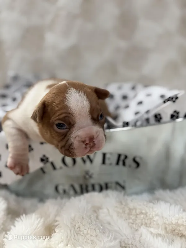 Biscuit  – Boston Terrier puppy for sale in Hickory, NC