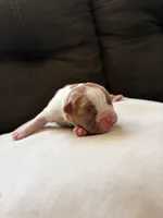 Biscuit , a male Boston Terrier for sale in Hickory, NC – Photo 3 of 3